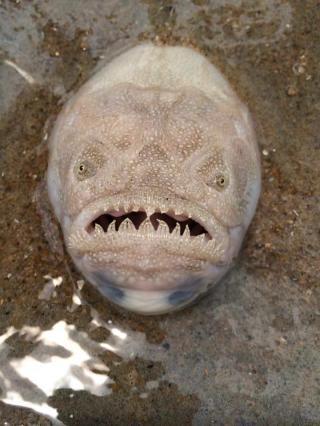 أفضل طريقة لـالسمك المدفون (Buried Fish) الإماراتي دبي