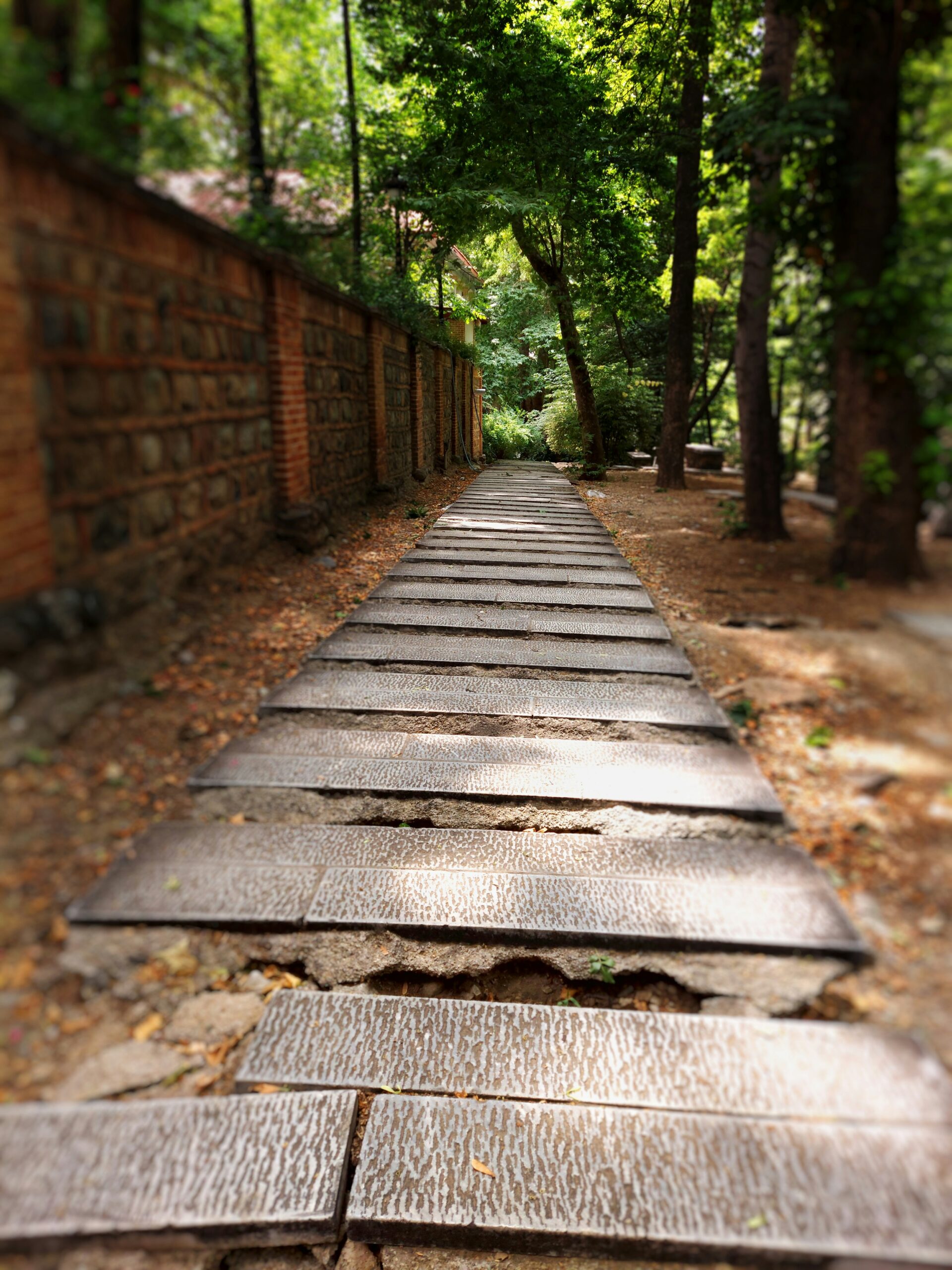 A long wooden walkway in the middle of a forest