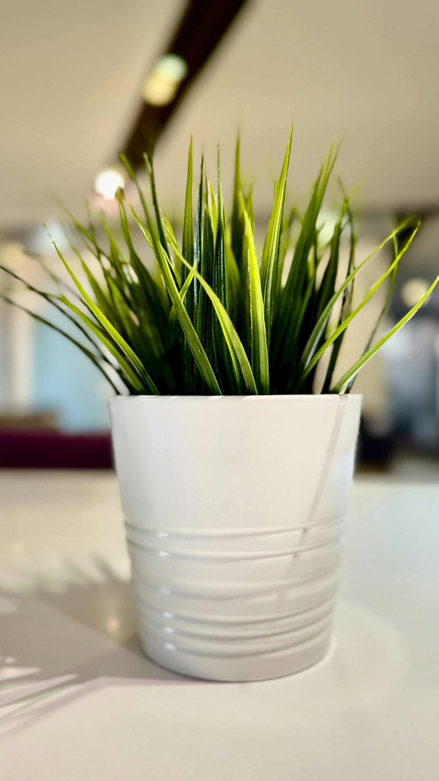 a potted plant sitting on top of a white table