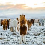 herd of white and brown donkeys on snow-covered land